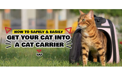 8 Calming Techniques for Cats in Cat Carrier