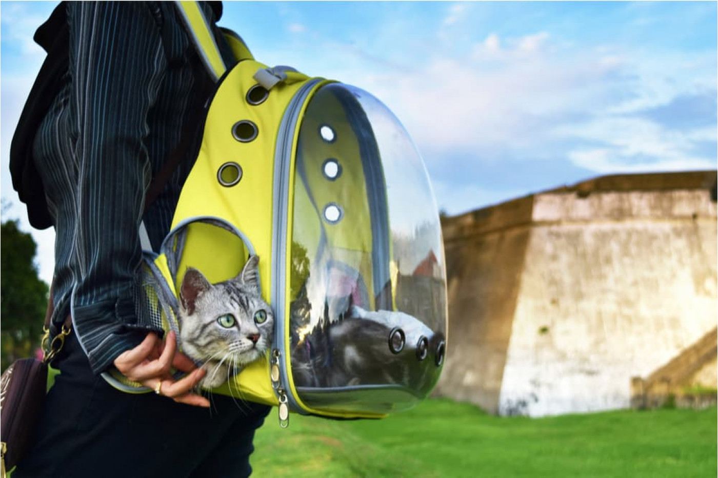Happy clients traveling with a cat
