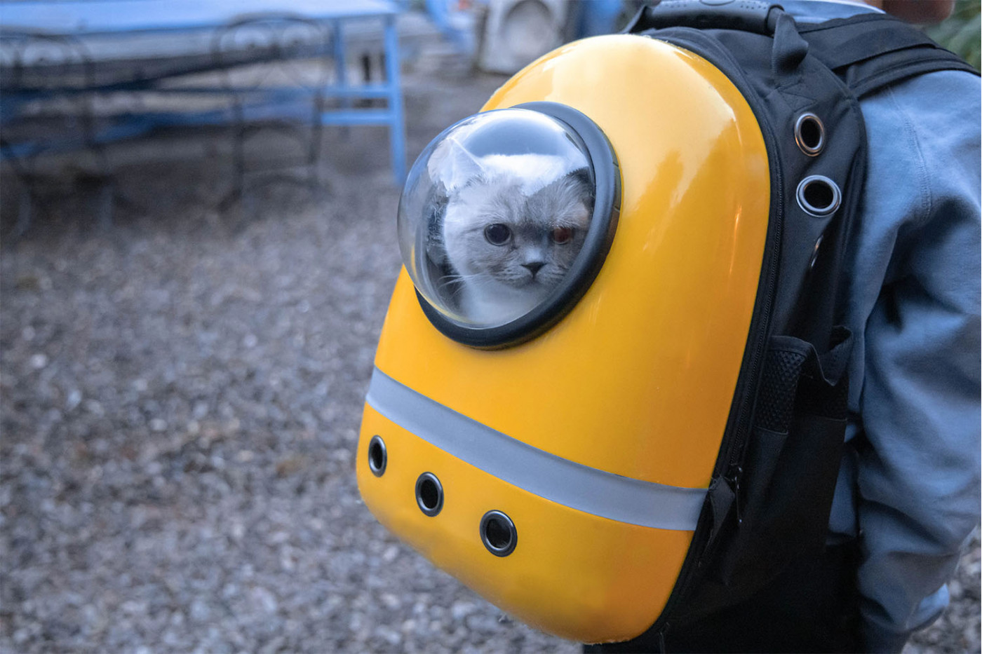 Happy clients traveling with a cat