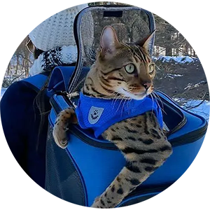 Cat enjoy going for walks in cat backpack