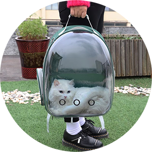 Cat enjoy going for walks in cat backpack