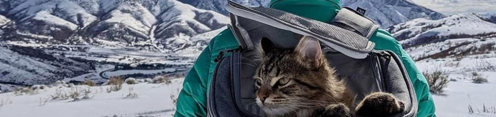 Backpacks for cats